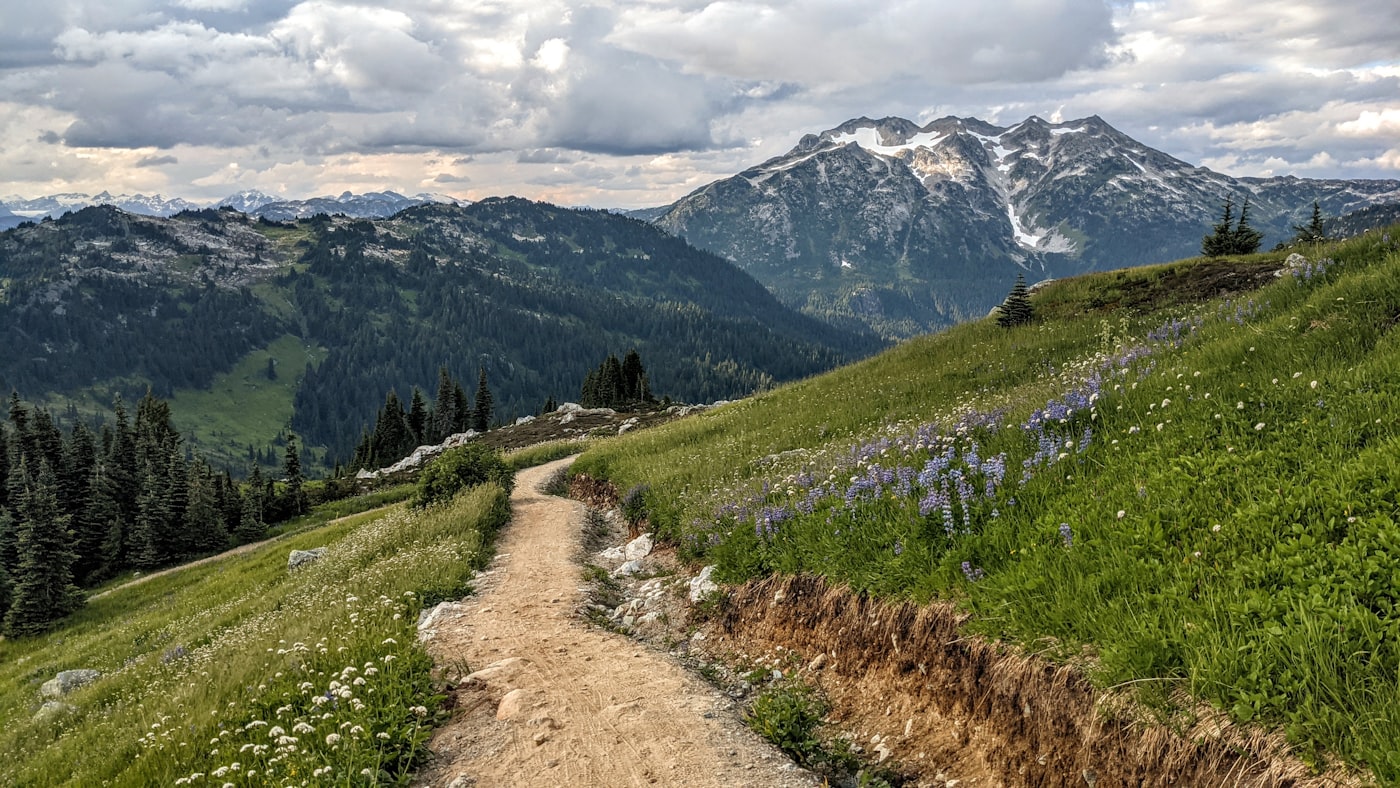 A narrow trail winding through alpine wildflowers toward snow-capped mountains